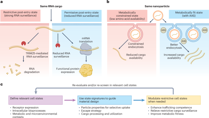 Cell state as a design variable in nanomedicine