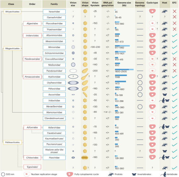 Infection cycles of viruses of the phylum Nucleocytoviricota