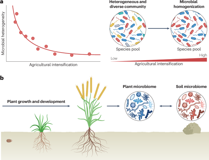 Agricultural intensification, microbial homogenization and loss of rare microbiota