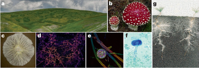 Fungal diversity, ecology and functions in soil ecosystems