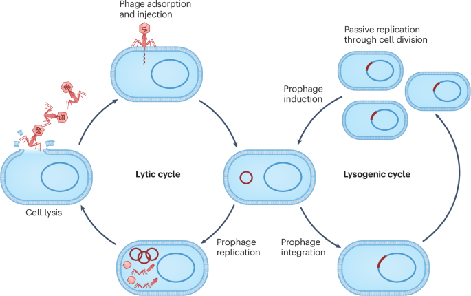 Revisiting the life cycle of temperate phages