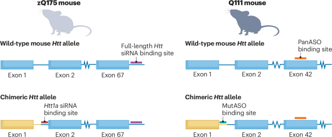 Targeting toxic HTT1a could be the key to treating Huntington disease