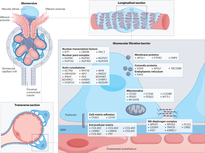 Gene–disease relationships for glomerular phenotypes: expert recommendations from ClinGen