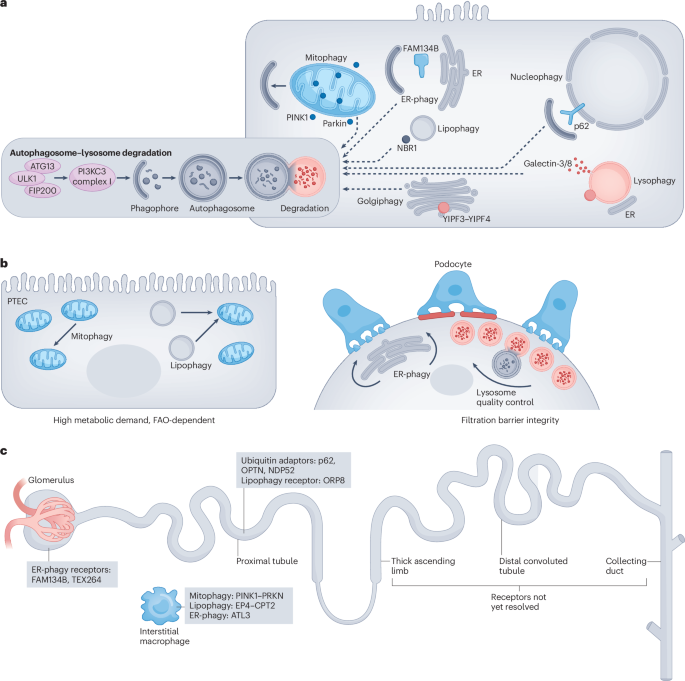 Selective autophagy in kidney health and disease