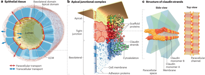 Tight junction structure, assembly and (dys)function