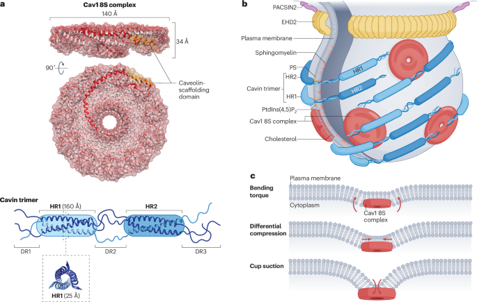 Caveolae mechanics in cellular functions and disease