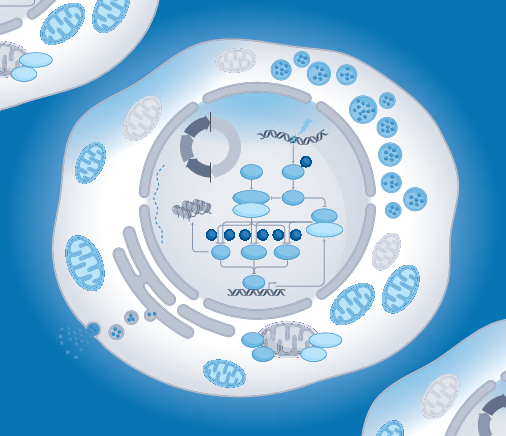 Effortless immortalization of primary mouse fibroblasts