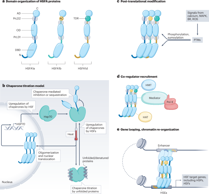 Principles and mechanisms of plant acclimation to heat stress