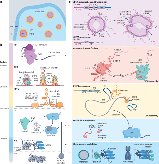 Elucidating structure–function relationships in the mammalian nucleolus