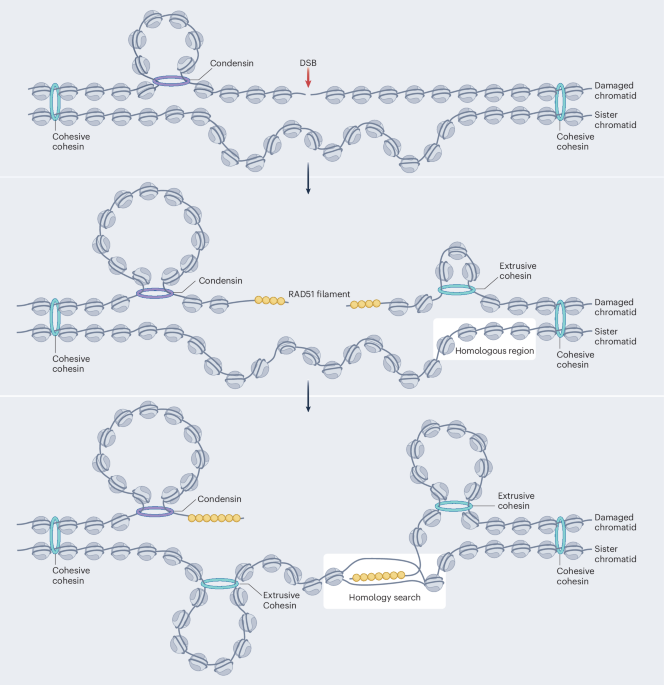 How cohesin guides DNA repair via scanning and tethering