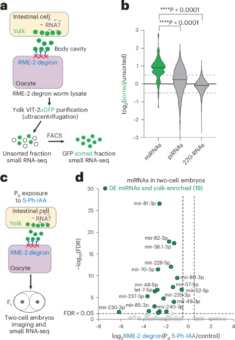 Yolk transports miRNAs to embryos and enhances progeny stress resilience