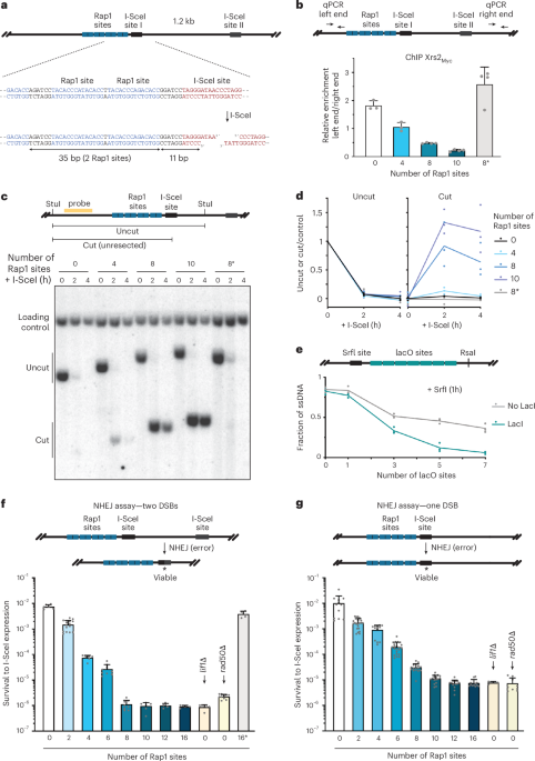 Rap1-mediated steric hindrance protects telomeres from MRX sensing