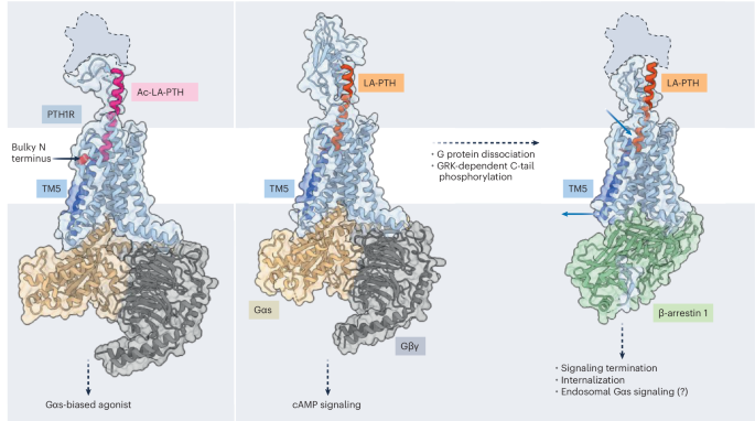 How ligands tune the parathyroid hormone receptor’s grip on β-arrestin