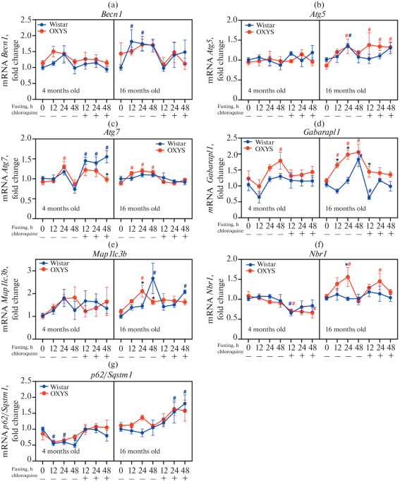 Transcriptional Responses of Autophagy-Related Genes in the Rat Liver to Fasting and Chloroquine Treatment