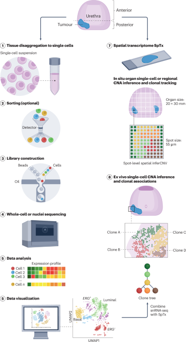 Single-cell and spatial RNA sequencing in prostate cancer