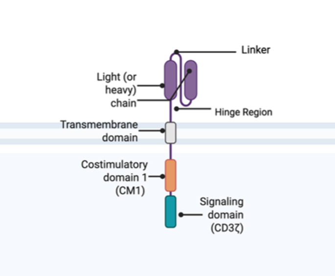Cardiotoxicity of chimeric antigen receptor T-cell therapy: narrative review