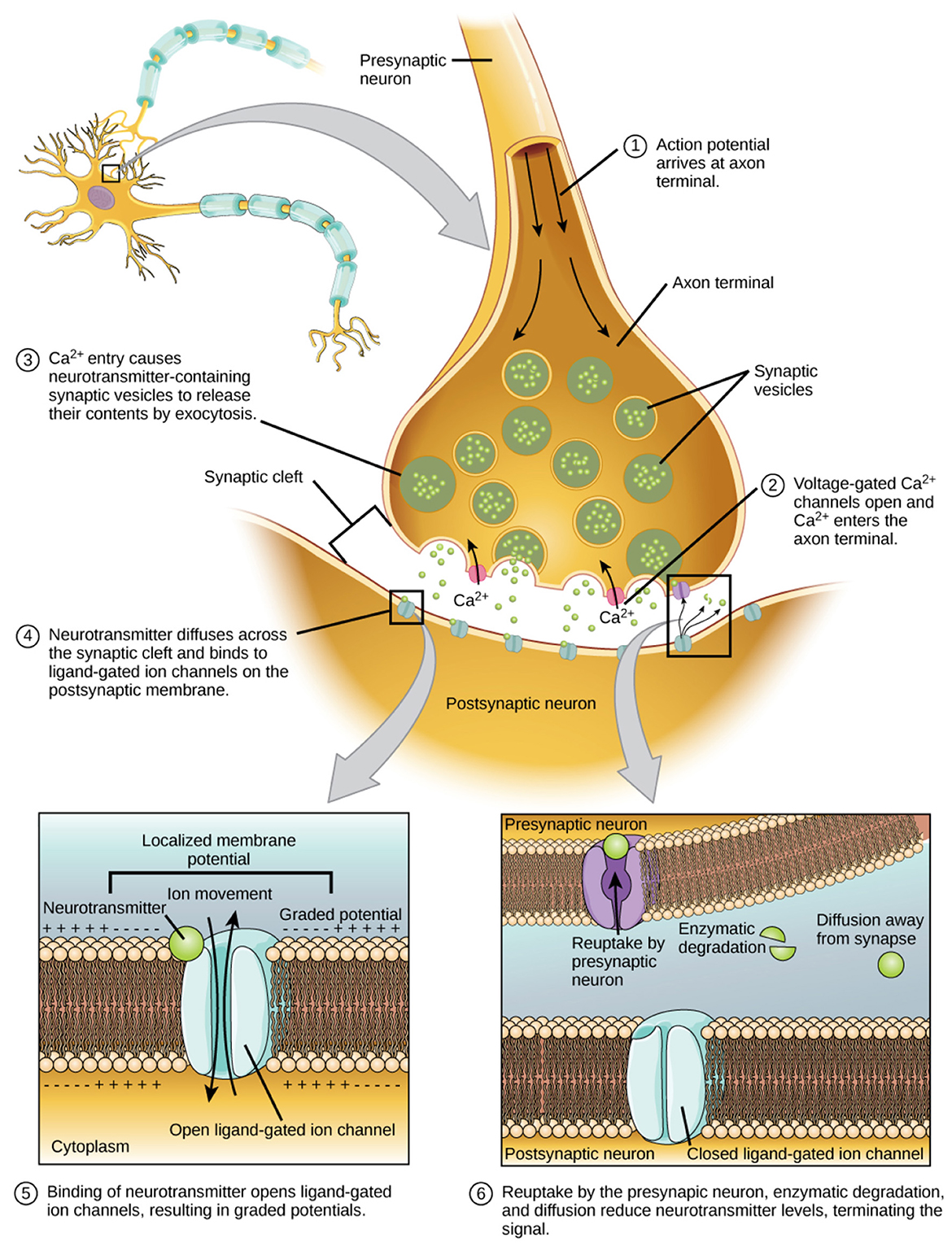 Information-theoretic and physical constraints on advanced neural signal decoding