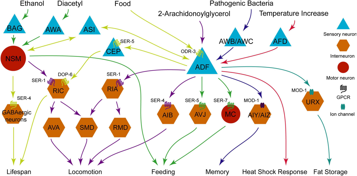 Deciphering the regulatory mechanism of neural behavioral decisions through biogenic amine-mediated modulation of neural circuits in Caenorhabditis elegans