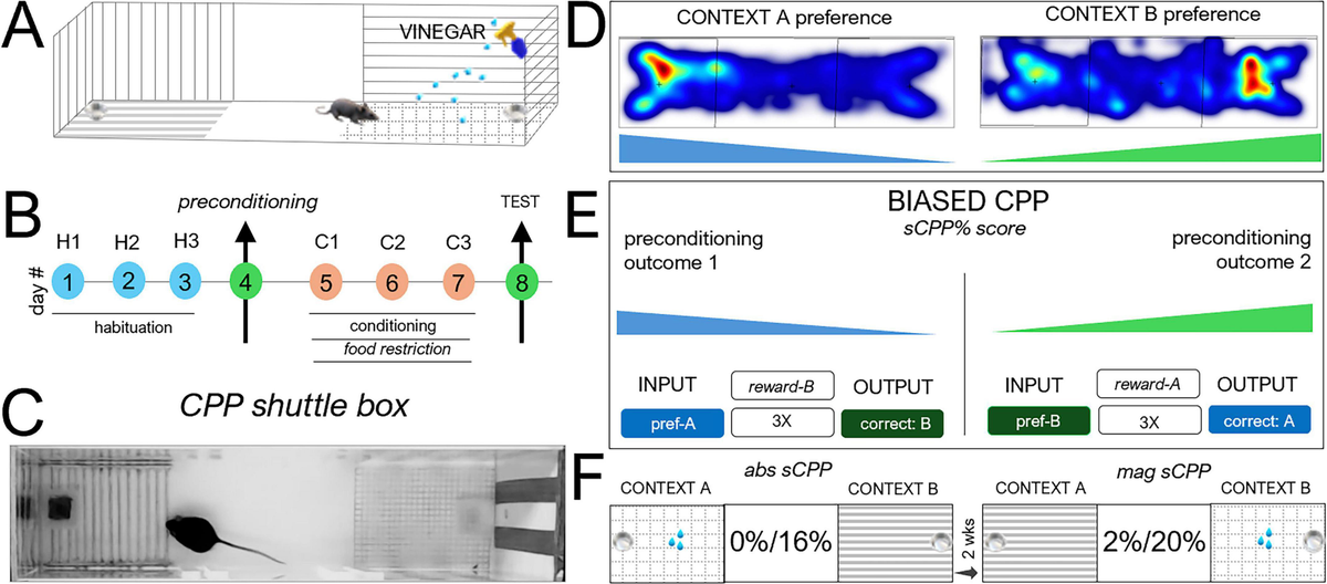 dCA1 cells encode and update contextual place preference