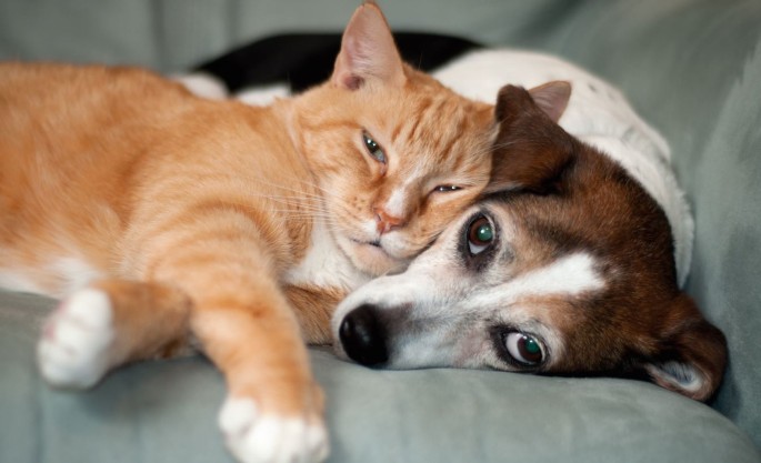 Katzenallergie: IgE-Bindungsstellen von Fel d 4