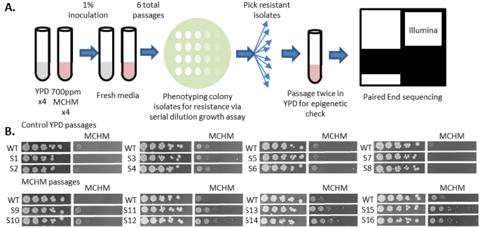 Loss of  alters metabolome in response to MCHM, a synthetic hydrotrope