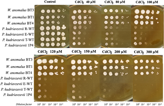 Tolerance of the non-conventional yeast  BT3 to cadmium exposure: a genomic characterization