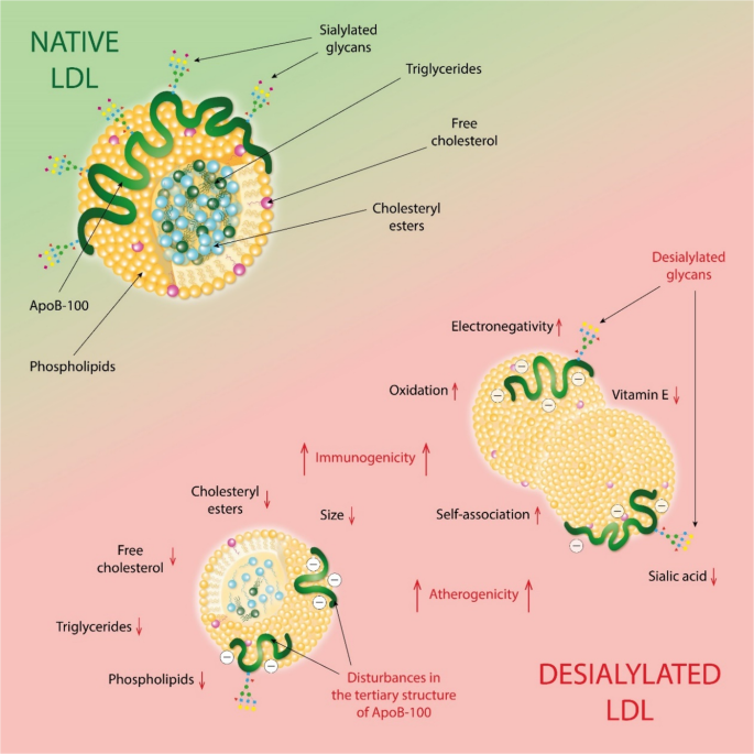 Desialylated vs. Oxidized LDL: Sialidase Inhibitors as Promising Antiatherosclerotic Agents