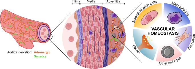 Neuroimmune Dynamics in Diseases of the Arterial Wall: Mechanistic Foundations and Translational Prospects