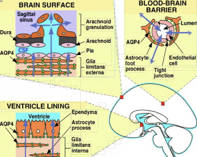 Astrocytopathy in Wernicke Encephalopathy and Neuromyelitis Optica Spectrum Disorder. Pathogenic Differences With Occasional Clinical and Neuroimaging Overlap. A Review