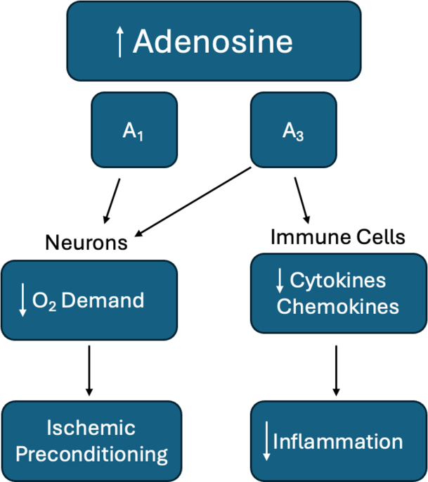 The Effects of Adenosine A1/A3 Receptors Agonist on Improving the Outcomes of TBI and Stroke: Focus on AST-004