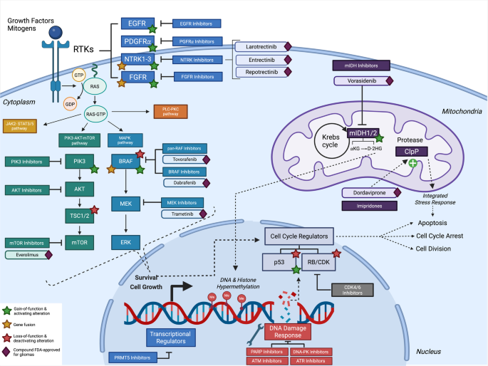 Recent Advances in Targeted Therapies for Adult Gliomas