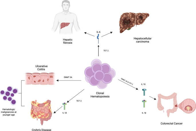 Current Understanding of CHIP’s Immunobiological Footprint with A Focus on Gastrointestinal Disorders: A Review of the Literature