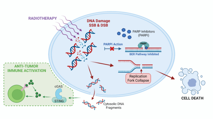 PARP Inhibitors as Radiosensitizers: Current Evidence and Future Directions
