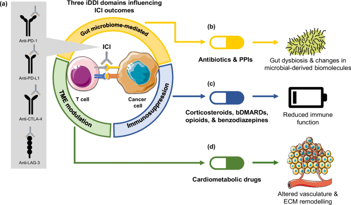Immunological Drug–Drug Interactions in Immune Checkpoint Inhibitor Therapy: Mechanisms, Clinical Evidence, and Artificial Intelligence