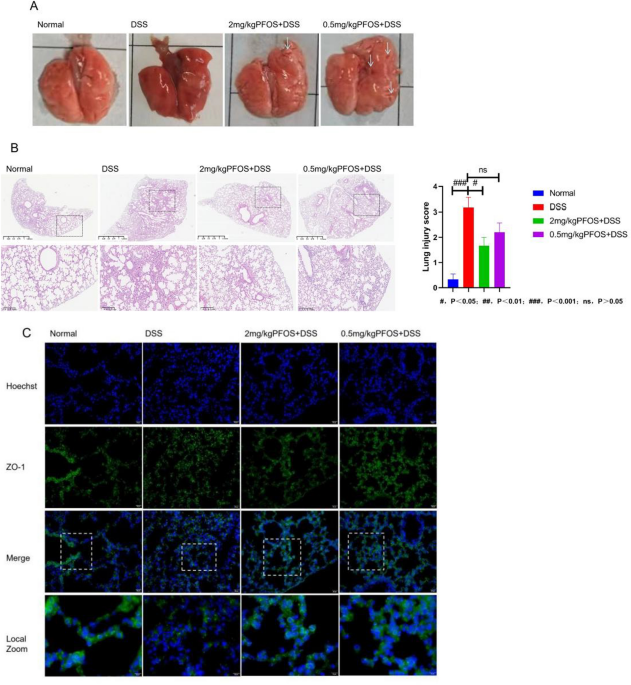 Oligosaccharides from  Hua ameliorate colitis-induced lung injury via modulation of the gut-lung axis through NF-κB and Nrf2 pathways