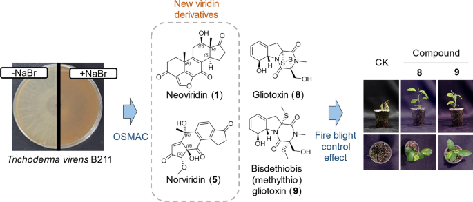 Metabolite diversification via halogen salts enhances biocontrol potential of marine-derived  B211