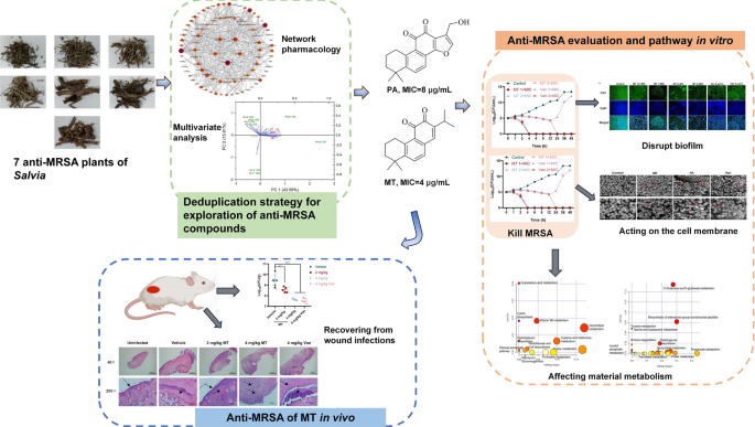 Rapid exploration of anti-MRSA components from plants of