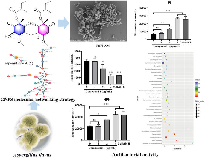 Four new Cyclohexenone with antibacterial activity from the coral-derived fungus