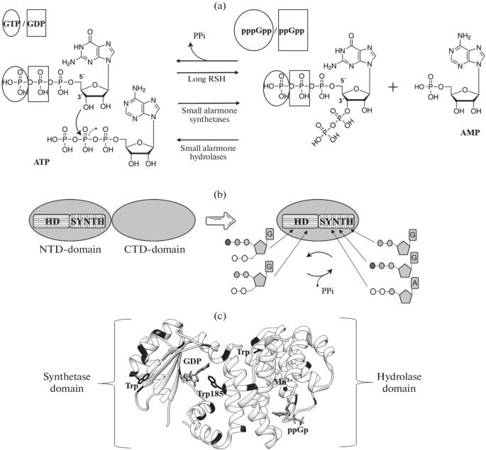 (p)ppGpp Binding to the Bifunctional Enzyme Rel Increases Its Conformational Stability