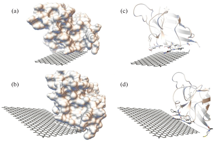 Intermolecular Interactions of Graphene Nanosheets with Enzymes of the  Antioxidant System