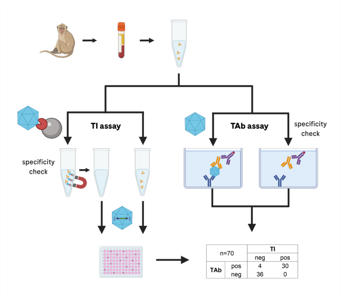 High Concordance of Total Antibody and Transduction Inhibition Assays Enables Replacement of Cell-Based Antibody Testing for Preexisting Anti-AAV Immunity in Cynomolgus Monkey
