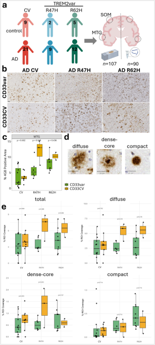 Mechanisms of increased Alzheimer’s disease pathology with  and  variants