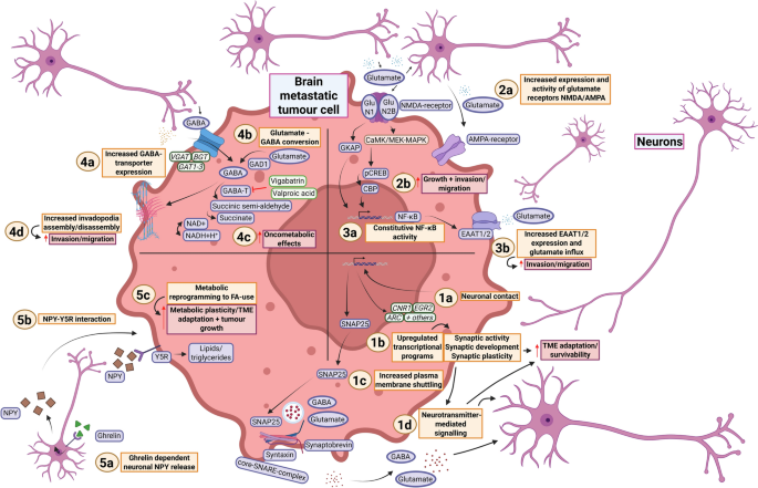 Future directions in the treatment of brain metastases: evaluating the role of cellular players in the tumour microenvironment
