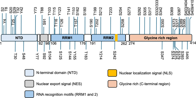 Molecular signatures and biomarker development for limbic-predominant age-related TDP-43 encephalopathy (LATE)