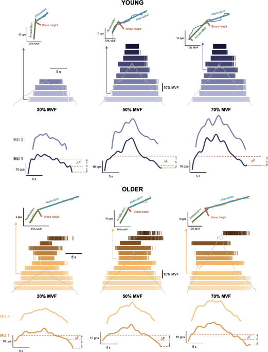 Age-related differences in motor unit discharge rate modulation across contraction levels