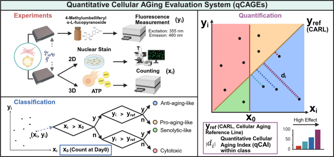Quantitative Cellular AGing Evaluation system (qCAGEs): a dual-parameter platform for high-throughput senescence screening