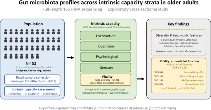 Gut microbiota profiles across intrinsic capacity strata in community-dwelling older adults using full-length 16S rRNA sequencing