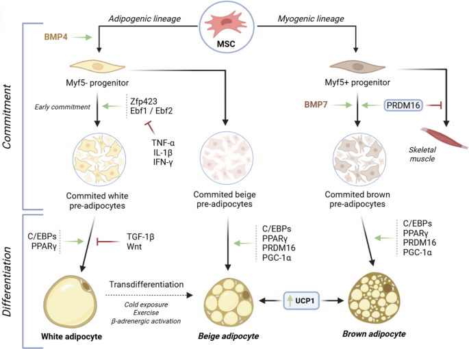 Adipose Tissue Plasticity and Adipogenesis: From Cellular Mechanisms to Therapeutic Targets in Obesity