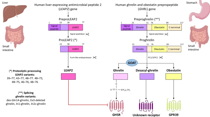 The Ghrelin-LEAP2 System in Obesity and Diabetes: Pathophysiological Roles and Therapeutic Potential