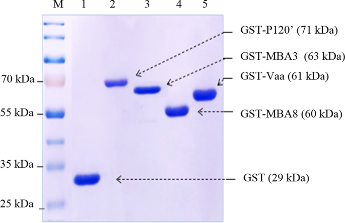 MUREAPLEXE: A multiplex recombinant antigen-based ELISA expanding the serological detection spectrum of urogenital mycoplasmas
